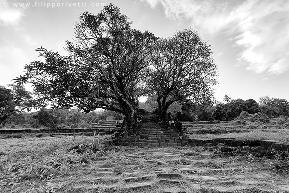 Tree Guardians